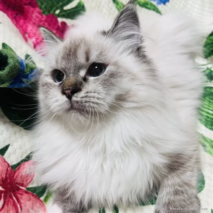 ID：2410-02091の子猫
