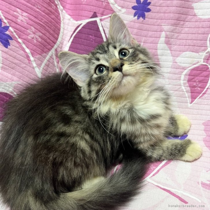 ブリーダー画像