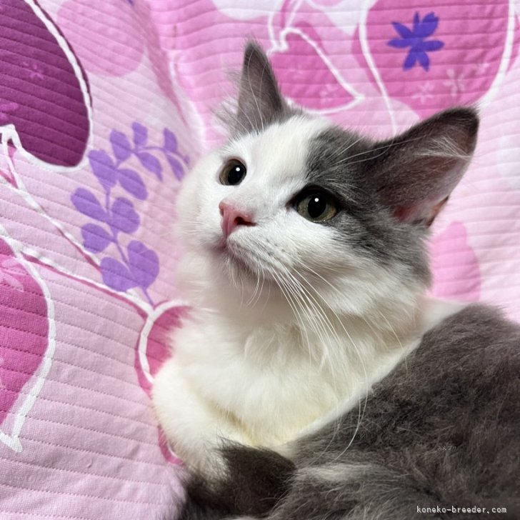 ブリーダー画像
