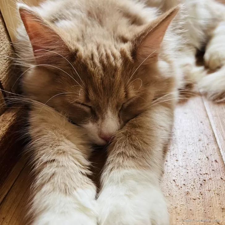 ID:2411-02830の子猫
