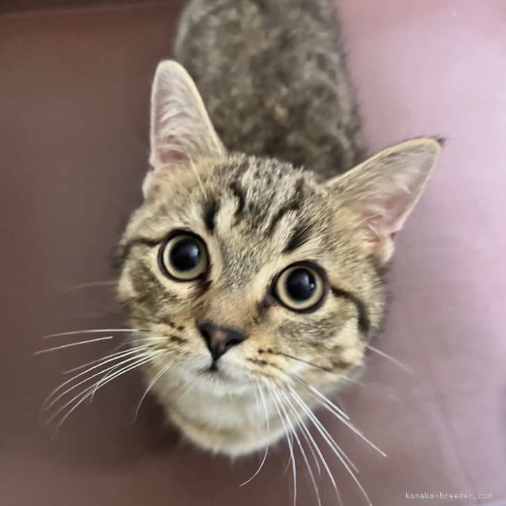 ブリーダー画像