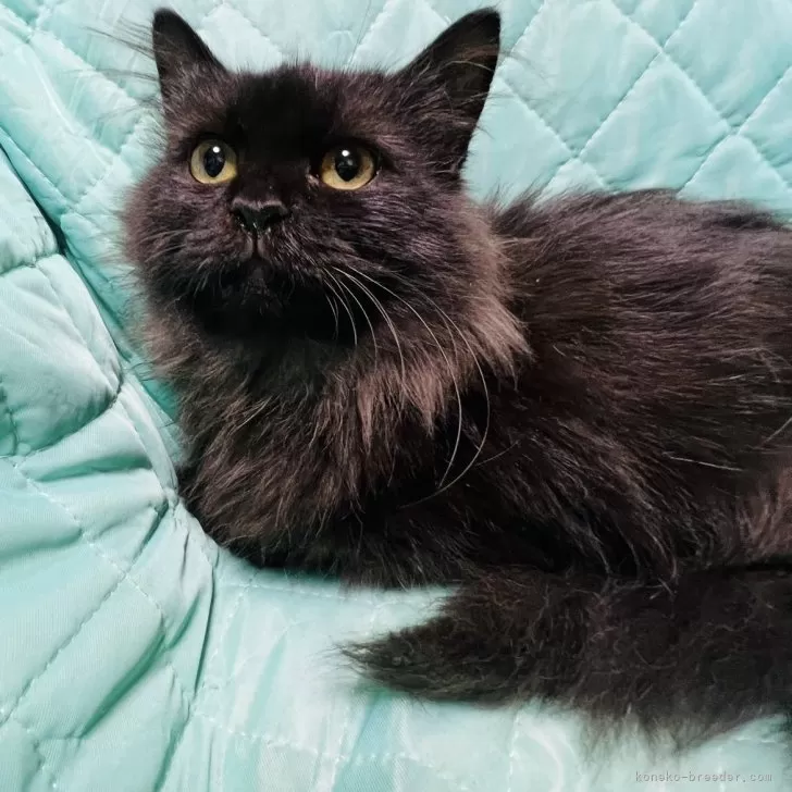 A.Ｉ 様のお迎えした子猫