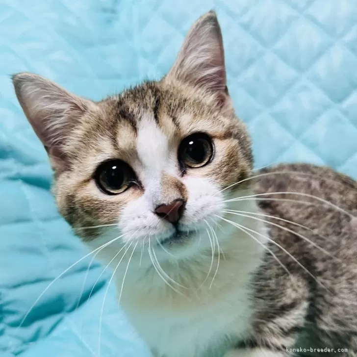 Y.M 様のお迎えした子猫