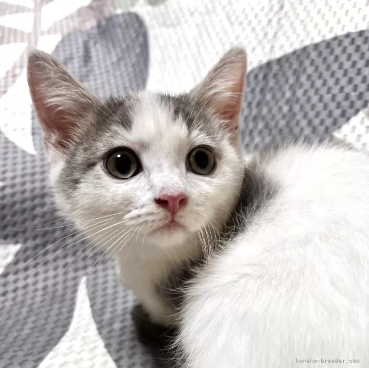 マンチカン(長足)【大阪府・男の子・2025年4月6日・ブルータビー&amp;ホワイト】の写真1「大人しくて飼いやすい子(^^)ムチコロです。」