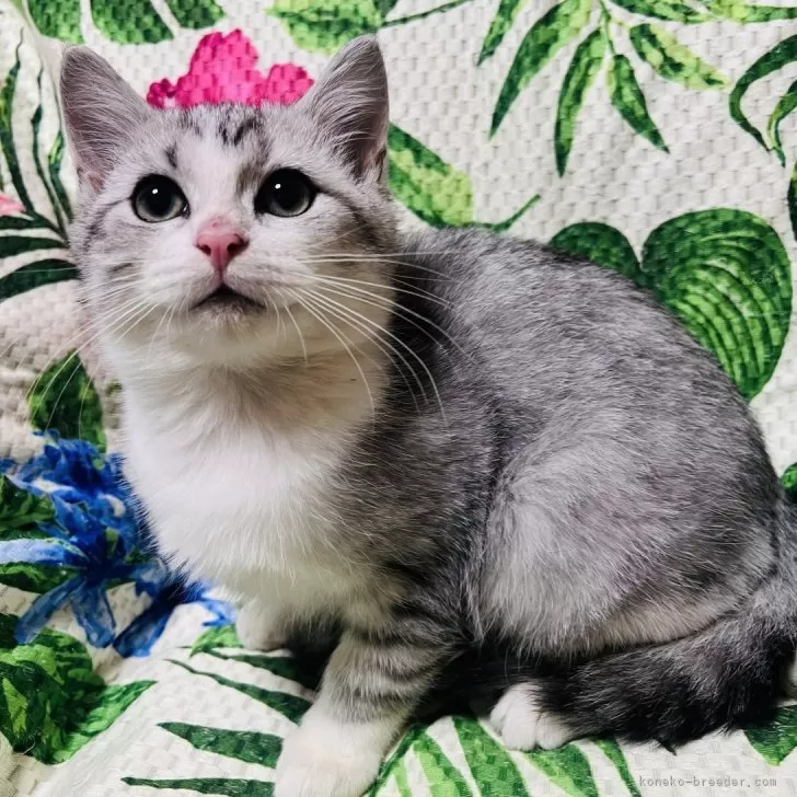 ID:2501-01265の子猫