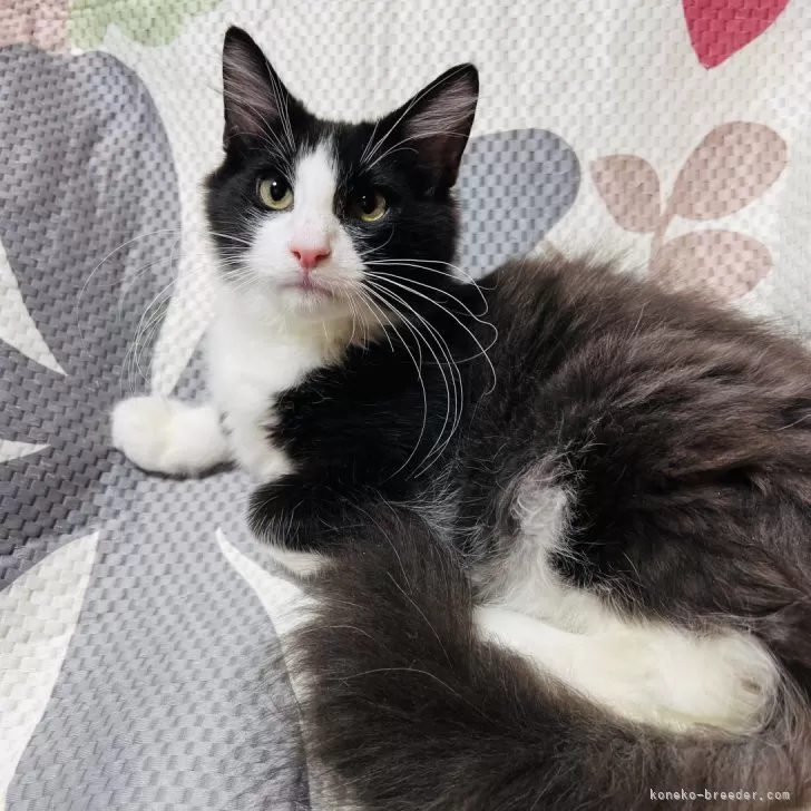 ID：2411-00526の子猫