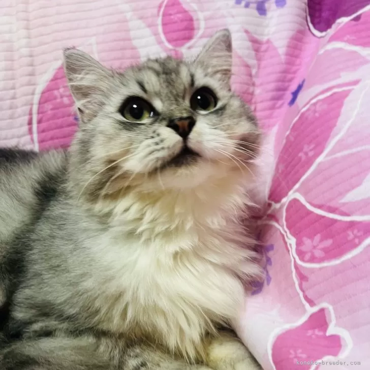 ミヌエット(長足)【大阪府・男の子・2025年3月24日・シルバータビー&amp;ホワイト】の写真1「穏やかなハンサムボーイ😍フミフミゴロゴロ止まりません」