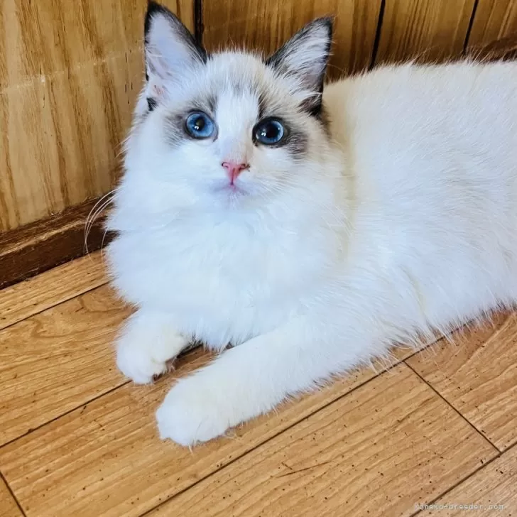 ラグドール【大阪府・女の子・2025年7月7日・シールポイントバイカラー】の写真1「お目目クリクリの美少女です。ひっつき虫ですぐそばにきます(^^)」