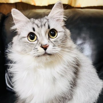 ミヌエット(長足)【大阪府・女の子・2025年3月24日・シルバータビー&ホワイト】の写真「フミフミが止まらない甘えた！スリスリも止まりません」