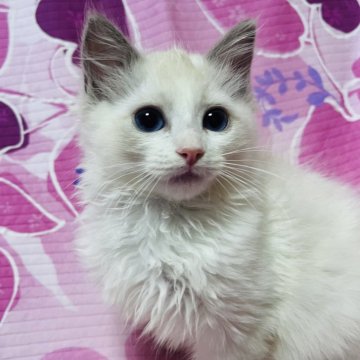 ラグドール【大阪府・男の子・2024年10月17日・ブルーポイントバイカラー】の写真「元気いっぱいの可愛い子🩷」