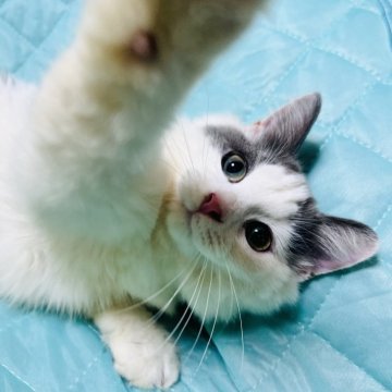 ミヌエット(長足)【大阪府・女の子・2025年3月30日・ブルータビー&ホワイト】の写真「可愛い子お顔のお姫様❣️」