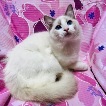 ラグドール【大阪府・男の子・2025年5月7日・ブルーポイントバイカラー】の写真「甘えたの可愛いお顔の王子様💕イケメンに成長中！」