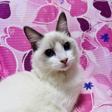 ラグドール【大阪府・男の子・2025年5月7日・ブルーポイントバイカラー】の写真「甘えたの可愛いお顔の王子様💕イケメンに成長中」