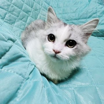 ミヌエット(短足)【大阪府・男の子・2025年6月21日・シルバータビー&ホワイト】の写真「めちゃくちゃ可愛いお顔の美少年😍大人しい子」