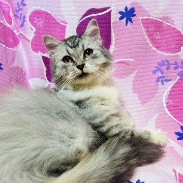 ミヌエット(長足)【大阪府・男の子・2025年3月24日・シルバータビー&ホワイト】の写真「大人しいイケメン君❣️甘えた君」