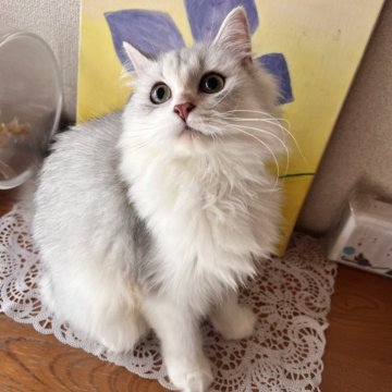 ミヌエット(長足)【大阪府・女の子・2025年4月5日・シルバータビー&ホワイト】の写真「甘えたの可愛い女の子💕綺麗な色合いです💕」