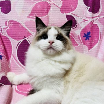 ラグドール【大阪府・男の子・2025年4月24日・シールポイントバイカラー】の写真「可愛いお顔の王子様💕パパはチャンピオン！」