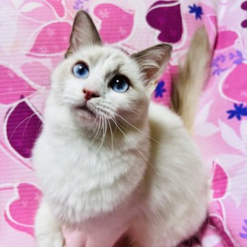 ラグドール【大阪府・女の子・2025年5月7日・ブルーポイントバイカラー】の写真「甘えたの可愛いお顔のお姫様💕大人しい子です(^^」