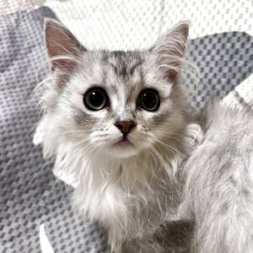 ミヌエット(短足)【大阪府・女の子・2025年3月30日・シルバータビー&ホワイト】の写真「めちゃくちゃ可愛いお顔😍」