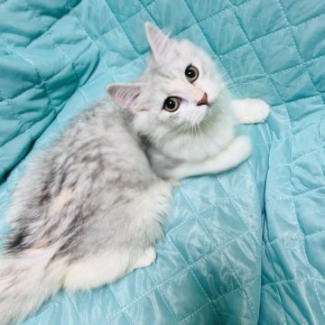 ミヌエット(長足)【大阪府・女の子・2025年4月5日・シルバータビー&ホワイト】の写真「可愛い女の子💕総額128,000円🉐」