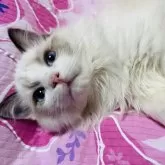 ラグドール【大阪府・男の子・2024年11月4日・シールポイントバイカラー】の写真1「ムチコロボディの毛吹きが良い子❗️」