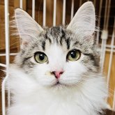 サイベリアン✖️ノルウェージャン