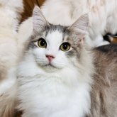 サイベリアン✖️ノルウェージャン