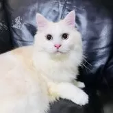 ミヌエット(長足)