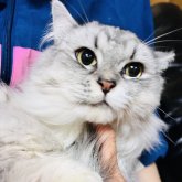 ミヌエット(長足)