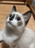 ラグドール