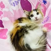 ノルウェージャンフォレストキャット