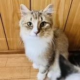 ミヌエット(長足)