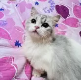 ミヌエット(短足)