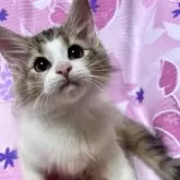 ノルウェージャンフォレストキャット