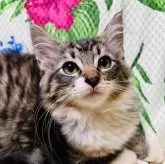 ノルウェージャンフォレストキャット
