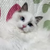 ラグドール【大阪府・男の子・2024年11月4日・ブルーポイントバイカラー】の写真1「ゴロゴロと可愛い子！イケメンです(^^)」
