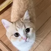 ミヌエット(短足)