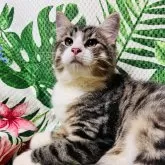 ノルウェージャンフォレストキャット
