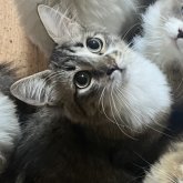 ミヌエット(長足)