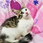 ノルウェージャンフォレストキャット
