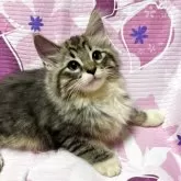 ノルウェージャンフォレストキャット
