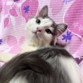 ミヌエット(長足)