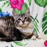 ノルウェージャンフォレストキャット