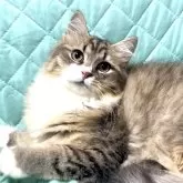 ミヌエット(長足)【大阪府・男の子・2025年3月30日・ブラウンタビー&ホワイト】の写真2「次回ワクチン接種は一年後です。しっぽモフモフで可愛い💕しっぽフェチには最高」