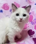 ラグドール【大阪府・女の子・2024年11月4日・ブルーポイントバイカラー】の写真3