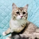 ミヌエット(長足)【大阪府・男の子・2025年3月30日・ブラウンタビー&ホワイト】の写真3「シャンプー爪切り大人しいです。甘えたで可愛い子💕」