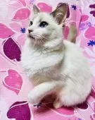 ラグドール【大阪府・女の子・2025年5月7日・ブルーポイントバイカラー】の写真5