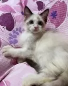 ラグドール【大阪府・男の子・2025年4月24日・シールポイントバイカラー】の写真14