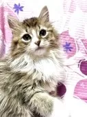 ミヌエット(長足)【大阪府・男の子・2025年2月24日・ブラウンタビー&ホワイト】の写真4