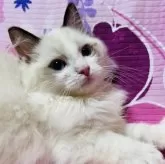 ラグドール【大阪府・男の子・2024年11月4日・シールポイントバイカラー】の写真13